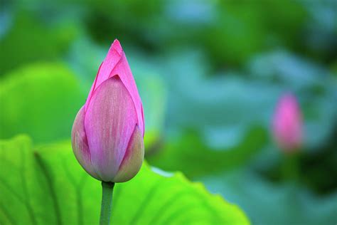 A Lotus Flower Bud Photograph By Tom Bonaventure Fine Art America