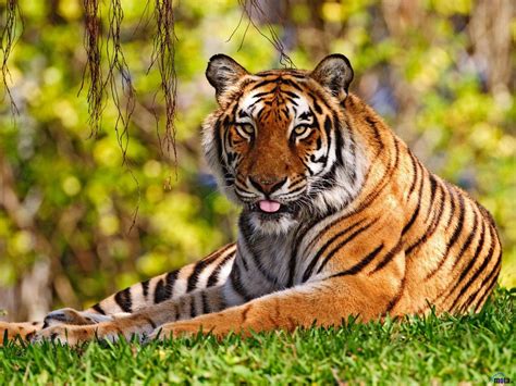 Bengal Tiger Tiger Wallpapers Photo Fair Usage