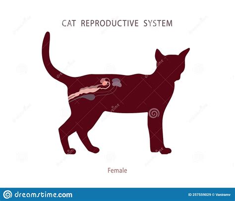 Flat Style Illustration Of Female Cat Excretory And Reproductive Organs