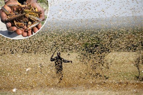 Largest Ever Locust Swarms That Are ‘highly Mobile Could Cause