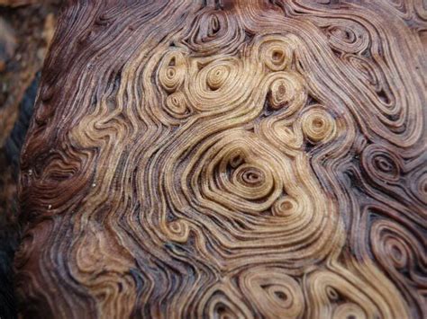 The Inside Of A Burl A Tumor Like Growth On A Tree Burled Wood