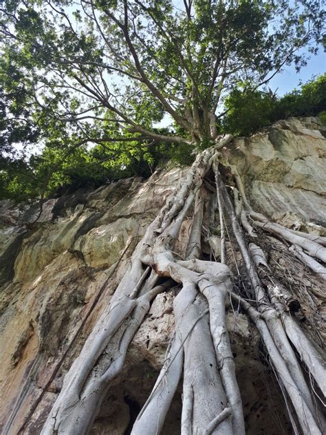 Ipoh parade is 3.1 miles from the holiday home, while lost world of tambun is 5.6 miles away. Gunung Lang, Ipoh, Perak | Go camping, Ipoh, Let it be