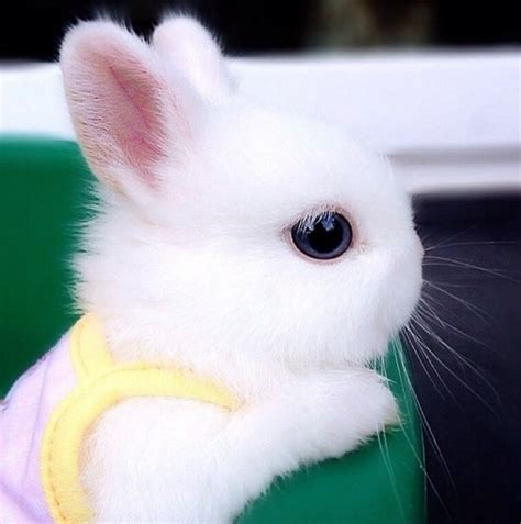White Baby Bunny Cute Baby Bunnies Baby Animals Baby Animals Pictures