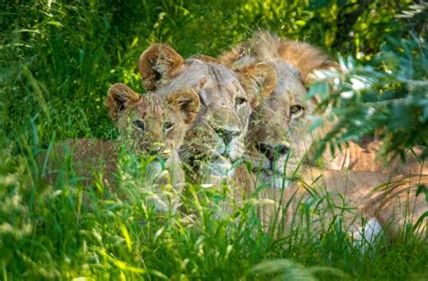 Tui Care Foundation And Namibian Lion Trust Protect Lions In Namibia