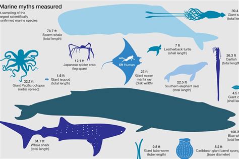 How Big Are The Biggest Squid Whales Sharks Jellyfish