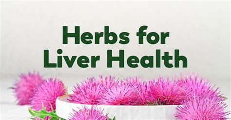 Use These Herbs For Liver Detoxification Support Healthy Concepts