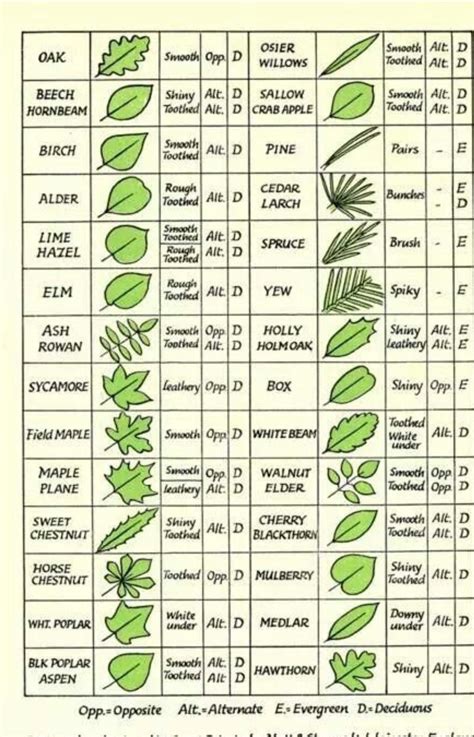 Tree Identification Guide Coolguides