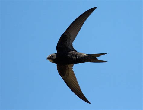 Common Swift Apus Apus Index Gallery Wild Bird Gallery