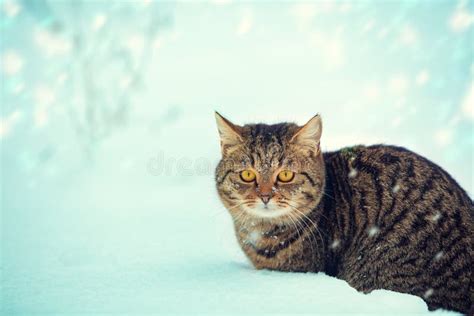 Cat Walking In The Snow At Blizzard Stock Photo Image Of Alone