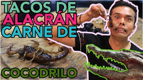 Actualizar 90 Imagen Carne De Cocodrilo Sabor Abzlocal Mx