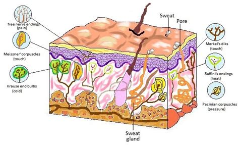 Biology And Geology 3º Eso SecciÓn BilingÜe Ies Fjb Receptors The