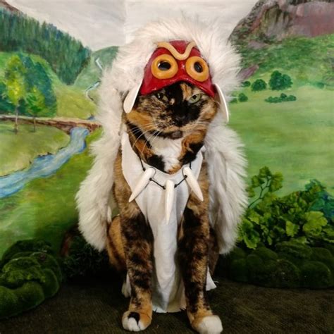 Cat Cosplay Cat Cosplay In Ancient Times The Land Lay