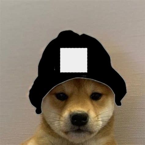 Dog In Hat Meme Perros Doge Rapiditas