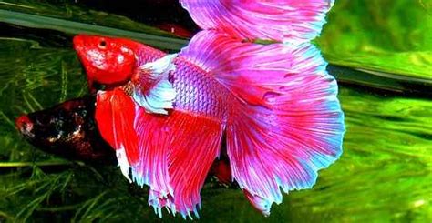 Exotic Cool And Unique Freshwater Aquarium Fish With Pictures