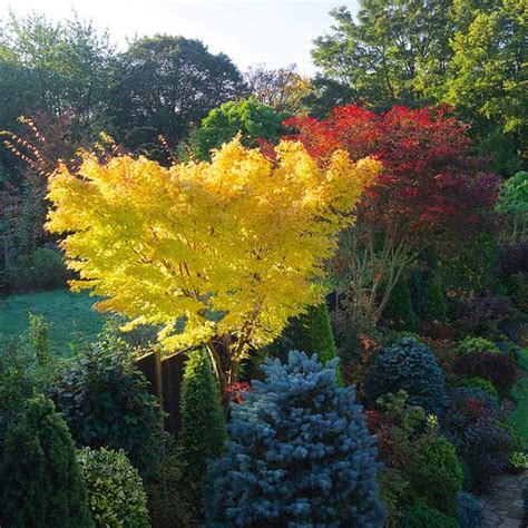 Acer Palmatum Sango Kaku And Acer Palmatum Trompenburg Japanese