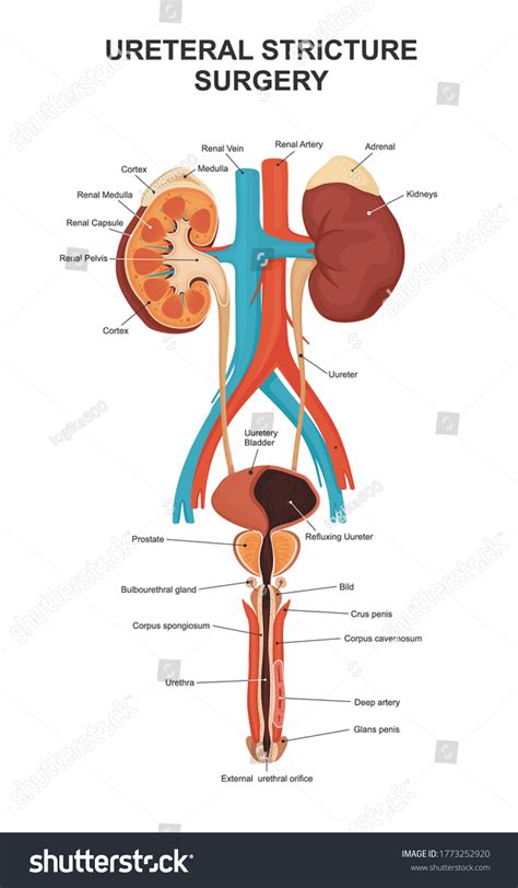 Urinary System Human Kidney Anatomy Kidney Stock Vector Royalty Free