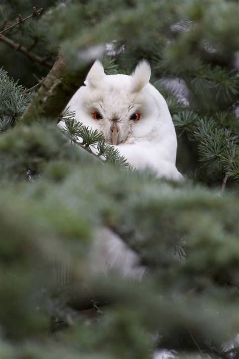 Timeline Photos Facts About Owls Albino Animals Long Eared Owl Owl