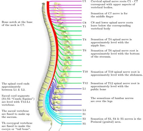 Spinal Nerve And Muscle Chart