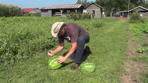 A ripe watermelon is a juicy watermelon. How Do You Know When Watermelons Are Ripe? - YouTube