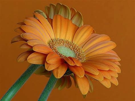 Images Orange Gerberas Flowers