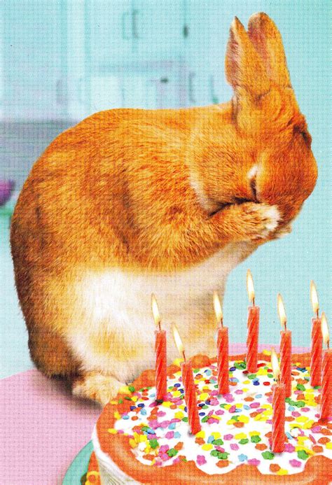 Rabbit Ramblings More Funny Bunny Birthday Cards