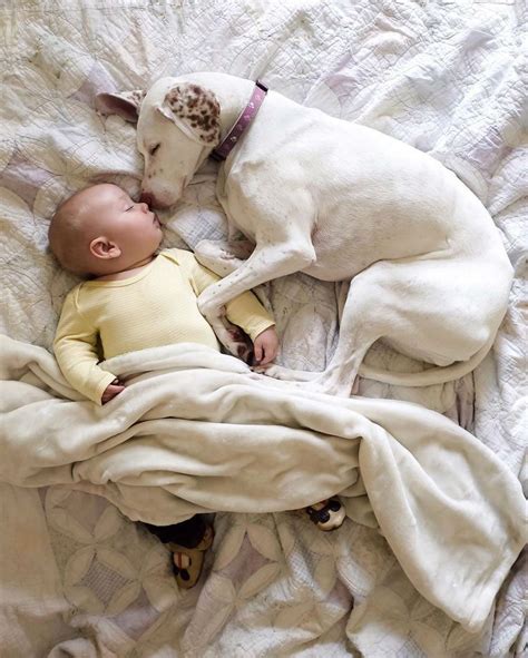 Baby Boy Named Archie And Nora The Dog Are The Cutest Sleeping Buddies Ever