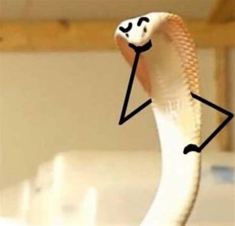 8 Pictures Of Cute Snakes That Could Almost Convince You Cute Snakes
