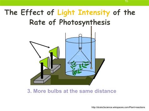 IGCSE Rate Limiting Factors In Photosynthesis Ms Cooper YouTube