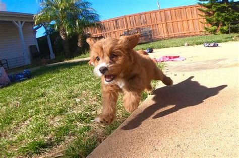 Teacup chihuahua puppies for sale, adoption, and rescue in california, ca welcome to our california teacup chihuahua puppies information page. Teacup Yorkie, Havanese, Cavalier, Teddy Bear, MaltiPoo ...