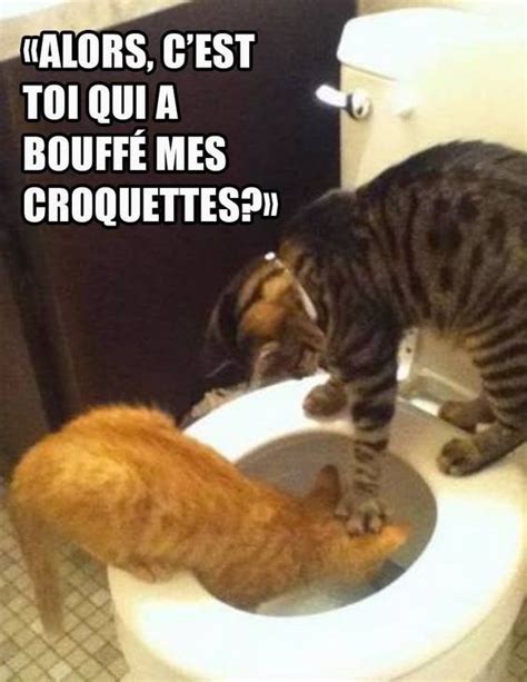 Alors Cest Toi Qui A Bouffé Mes Croquettes Funny Animal Pictures