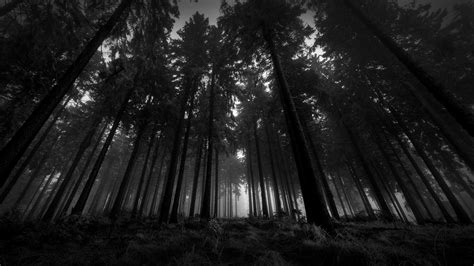 25 Dark Forest Desktop Wallpaper Wallpapersafari