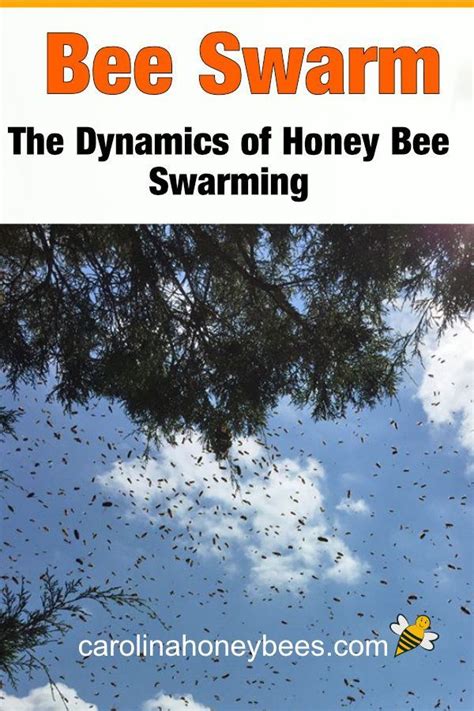 Honey Bee Swarming Why Bees Swarm Carolina Honeybees Bee Swarm Bee