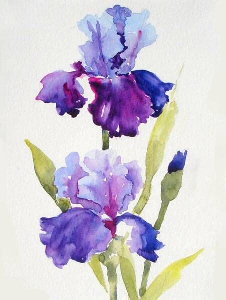 Iris Painting Floral Watercolor Watercolor Flowers Paintings