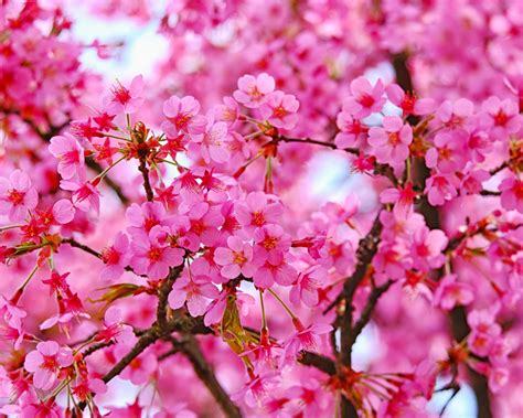 Download Wallpaper 1280x1024 Cherry Blossom Pink Flowers Nature