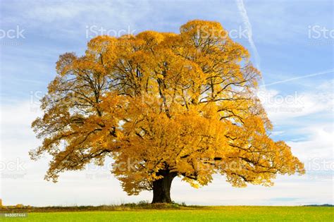 Single Big Old Linden Tree At Autumn Stock Photo Download Image Now