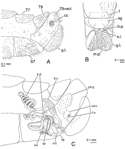 Berchmansus Adumbratus Female A Terminal Abdominal Segments