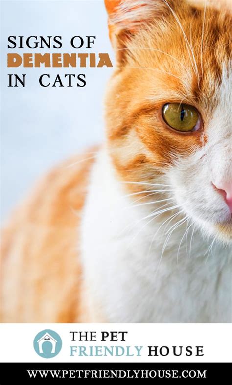 If you answered yes to any of these questions, then your cat is in fact showing at least one of the signs of feline dementia or cds. Signs of Dementia in Cats & How To Manage | Dementia, Cats ...