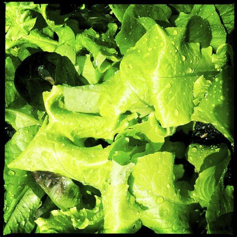 Wet Lettuce Flickr Photo Sharing