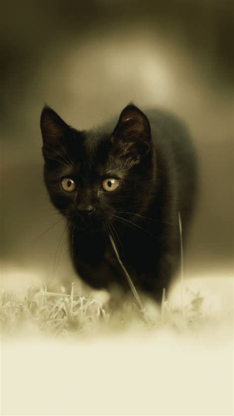Free Hd Black Kitten Iphone Wallpaper For Download 0321