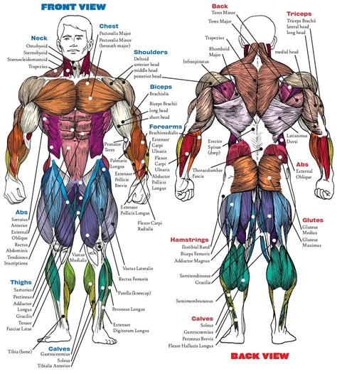 Female Back Muscle Diagram