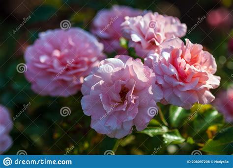 Light Pink Floribunda Rose Blooming Rosa Botticelli Bred By Meilland