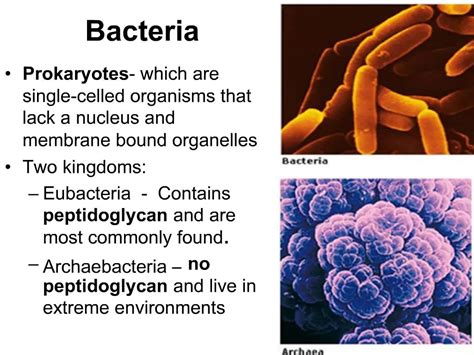 Ppt Bacteria Powerpoint Presentation Free Download Id660125