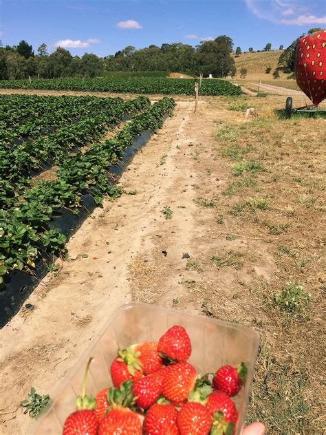 Strawberry Picking (Adelaide Hills - Beerenberg Strawberry Farm)
