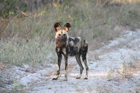 Painting a brighter future for the African wild dog | BIAZA