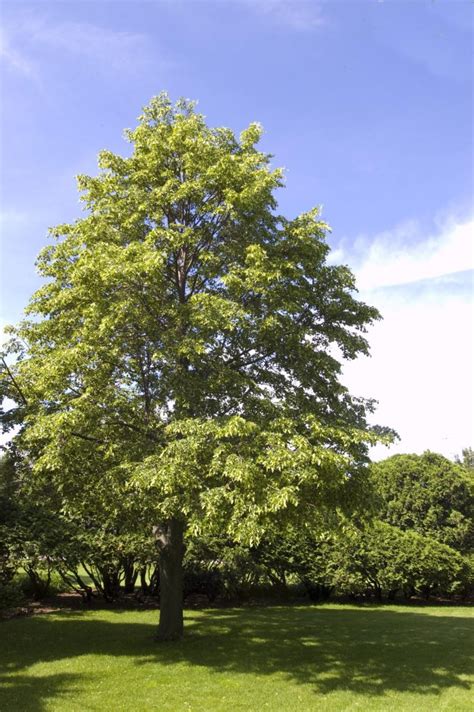 Tilia Cordata Greenspire Pépinière Locas