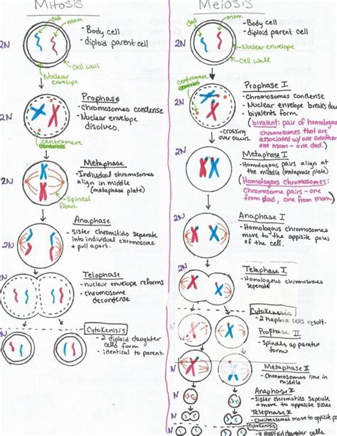 Cell cycle mitosis coloring worksheet answer key johnrozumart com. Phases Of Mitosis Worksheet - worksheet