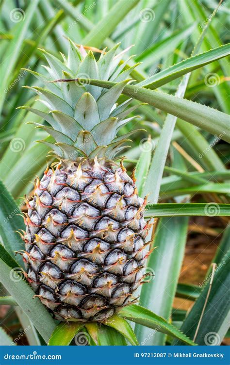 Pineapple Tropical Fruit Growing In A Plantation Field Stock Image