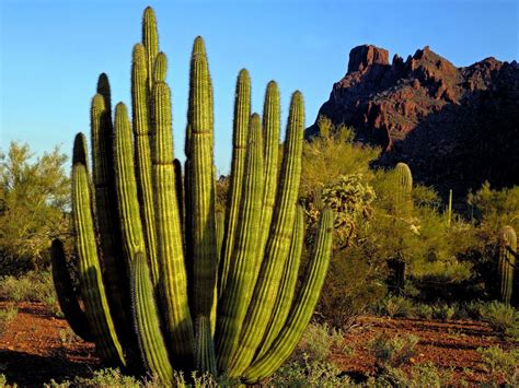 Desert Cactus Wallpapers Top Free Desert Cactus Backgrounds Wallpaperaccess