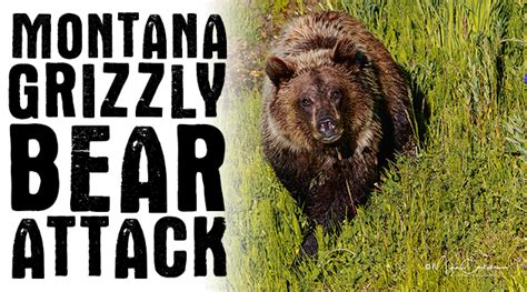 Montana Grizzly Bear Attack Eastmans Official Blog
