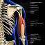 Labeled Anatomy Chart Of Male Triceps Photograph By Hank Grebe